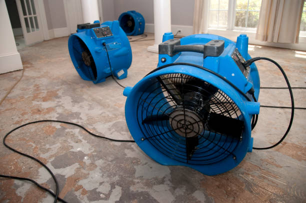 Best Professional water damage repair  in Bull Shoals, AR